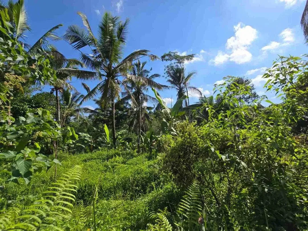 tanah luasan kecil sangat strategis di kawasan wisatasa di tabanan dengan view sawah terasering - Image 10 of 10