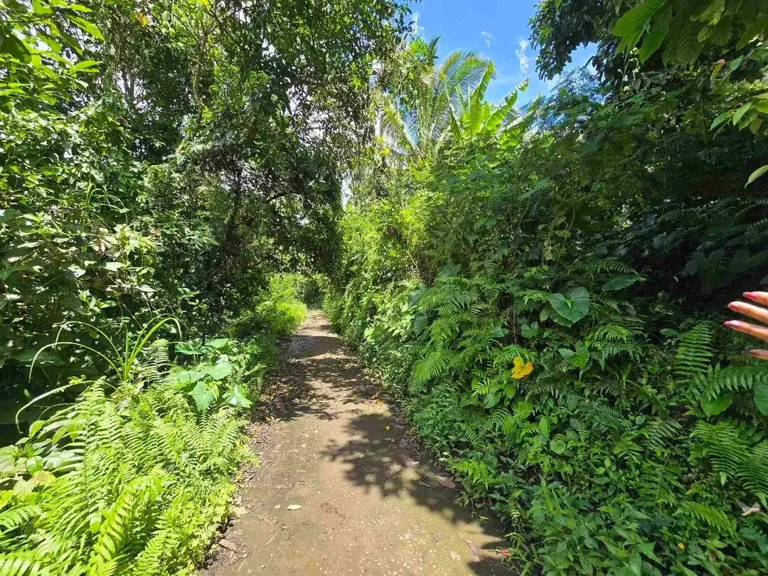 Dijual tanah view sawah dan gunung laut di bali - Image 9 of 10