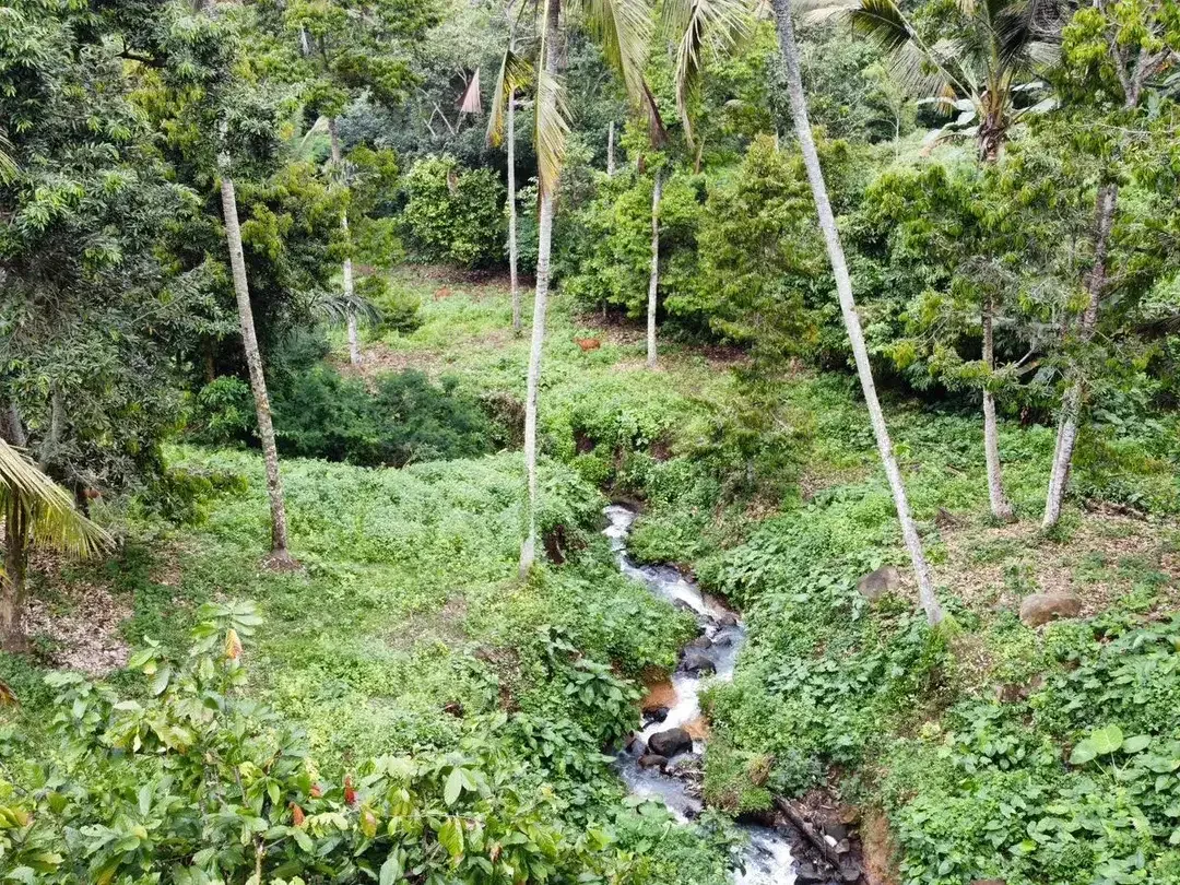 Tanah Langka Tabanan Selemadeg - Image 2 of 10