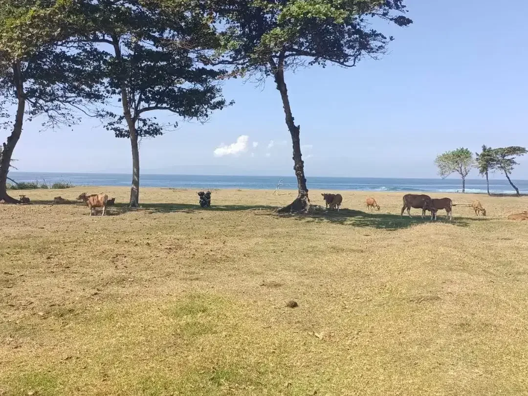 Freehold - Beachfront Land in Great Location Saba - Image 9 of 10