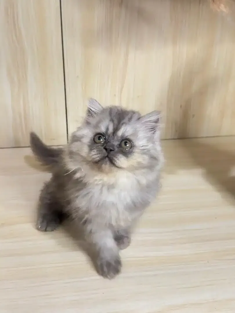 Kitten Kucing Persia - Image 3 of 4
