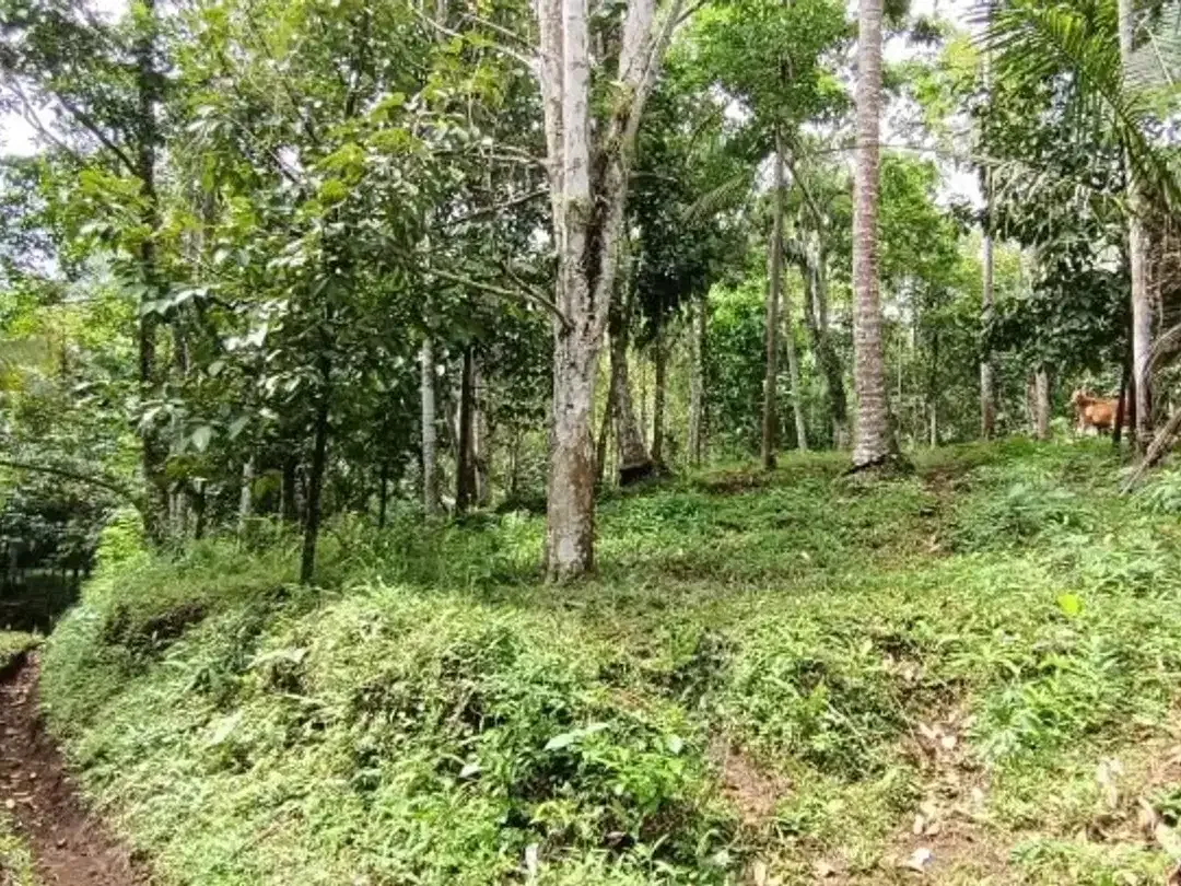 Kebun Durian dan Manggis dekat Villa Bali Lush Tabanan - Image 5 of 5