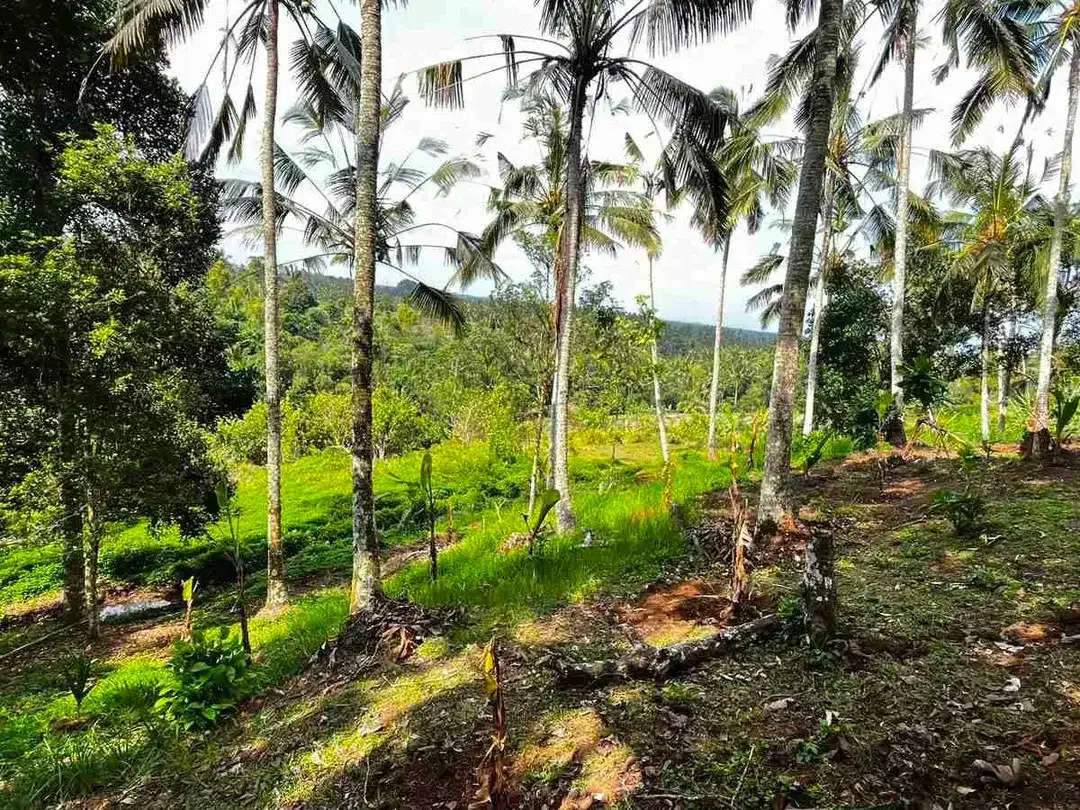 jual tanah kebun view sawah di penebel tabanan bali. - Image 8 of 10