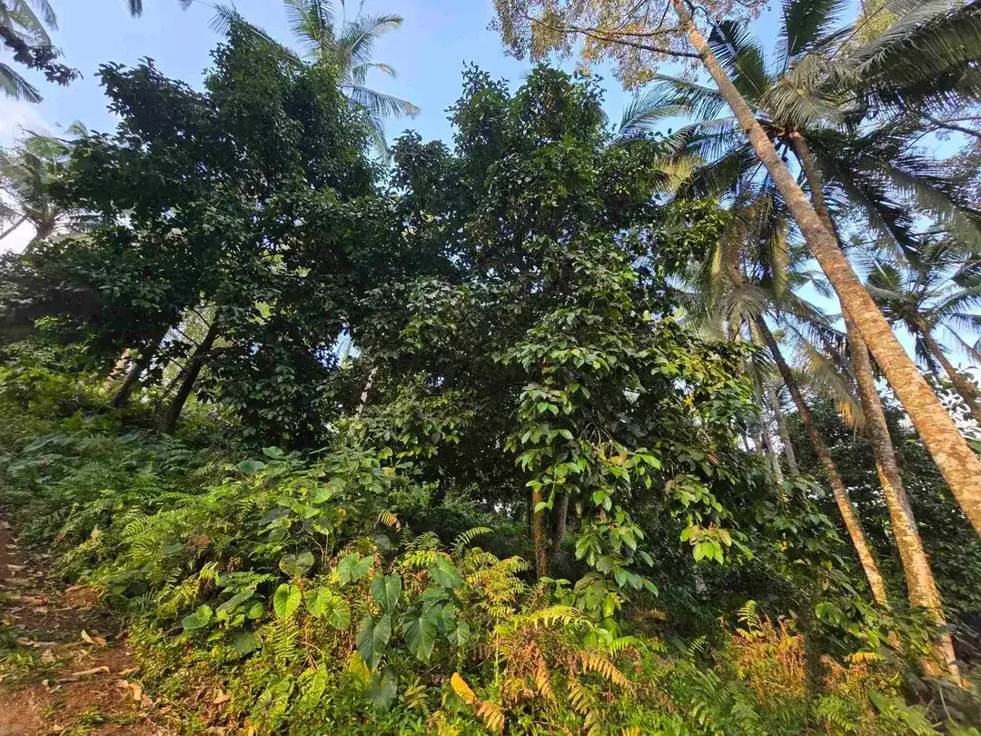 Murah tanah los sungai bebatuan kebun manggis dan durian siap panen di bali - Image 7 of 10
