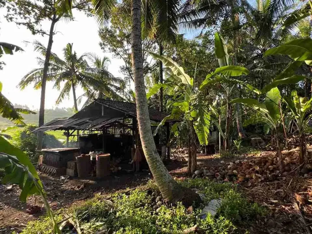 jual tanah pinggir jalan utama view sawah dekat kota tabanan bali - Image 5 of 10