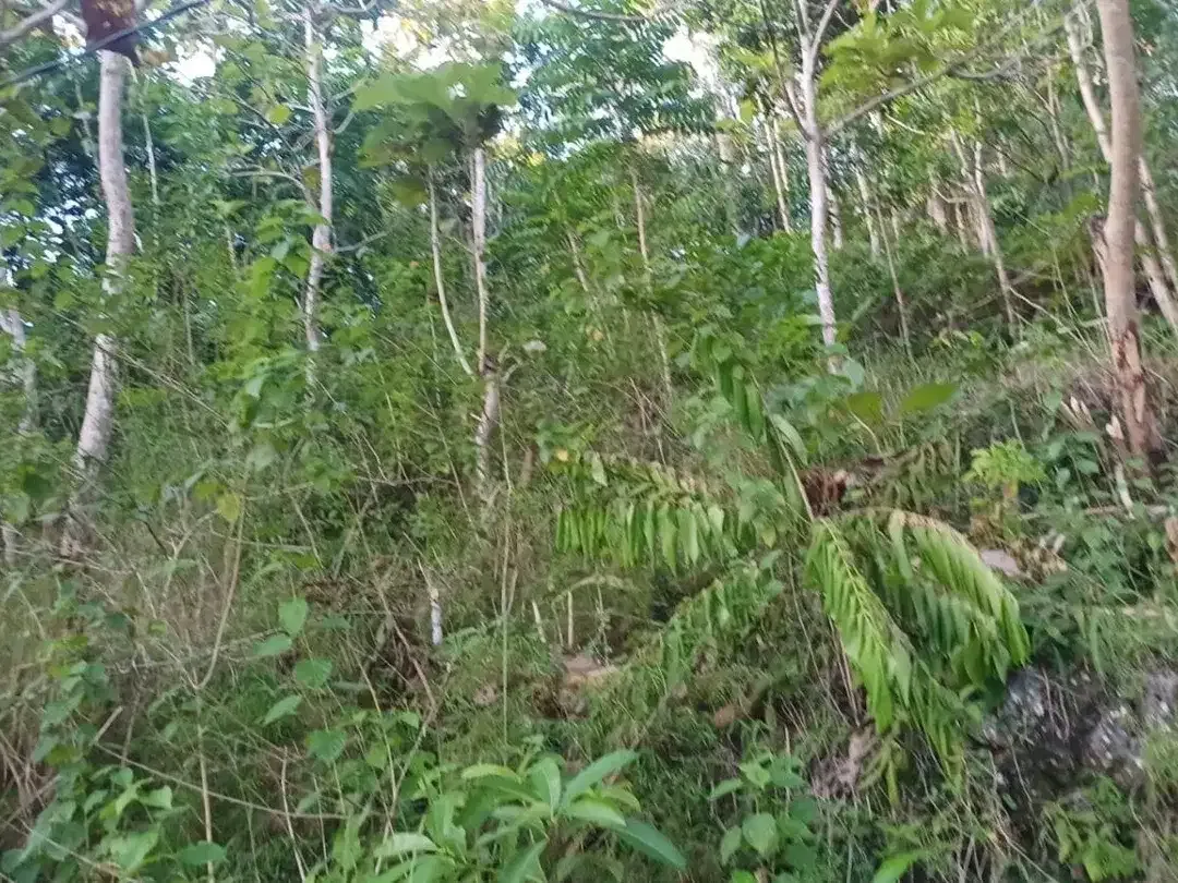 DIJUAL BU, SEBIDANG TANAH DI DESA KLUMPU, NUSA PENIDA BALI - Image 7 of 7