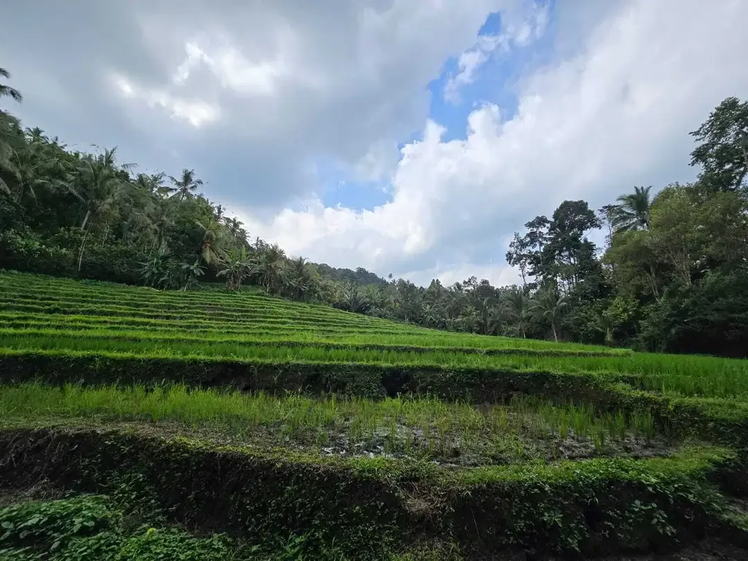 Dijual tanah dengan  sungai view sawah terasering bali - Image 9 of 10