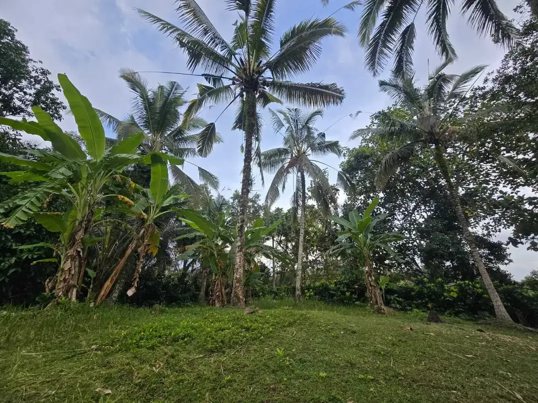 Dijual tanah kebun subur dengan view jugle dan los sungai kecil - Image 9 of 10