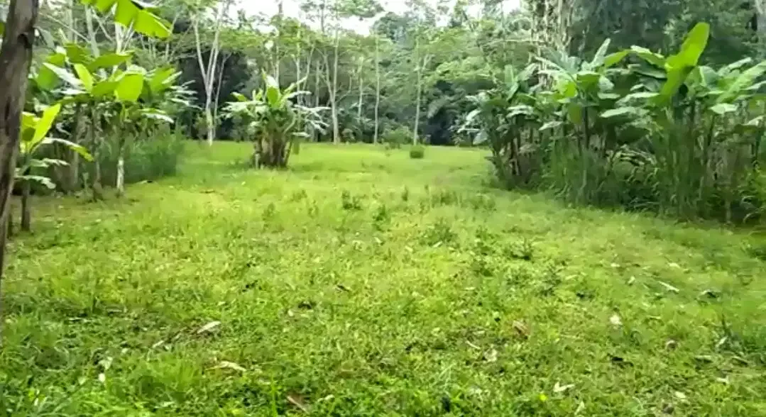 DIJUAL LAHAN VIEW ALAM UBUD - Image 3 of 5