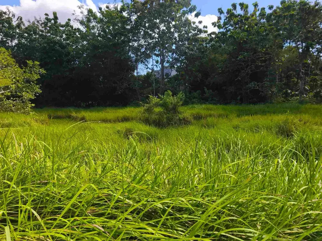 dijual tanah 2035m² IDR 450 juta per are dekat poltekpar Bali STP nusa dua Kuta Selatan Badung Bali - Image 7 of 10