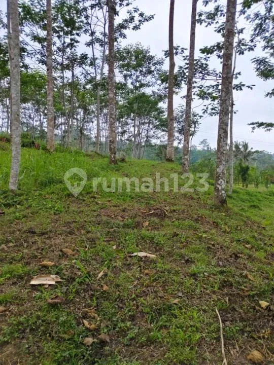 Dijual Tanah Premium - Taro Utara Ubud View Jungle & Lembah - Image 4 of 4