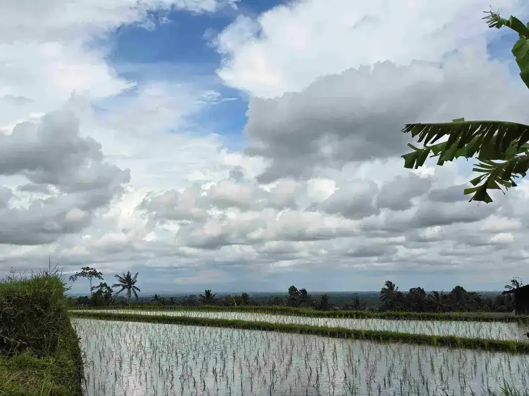 dijual tanah kebun dan sawah view cantik di penebel tabanan bali - Image 3 of 10