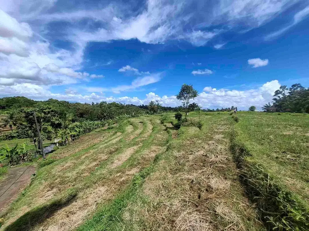 dijual tanah sawah view 5 gunung di bali - Image 9 of 10