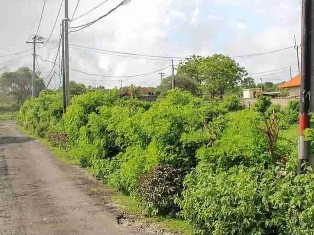 BARANG LANGKA Dijual Tanah Loss Tebing Pantai Nusa Dua Bali - Image 5 of 8