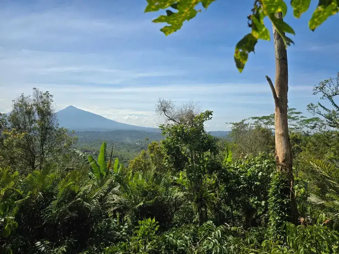 Dijual tanah kebun kopi view gunung dan lembah di bali - Image 4 of 10