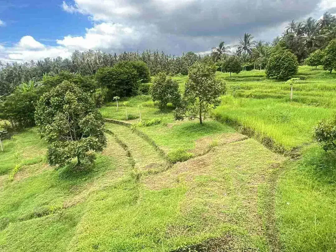 Jual kebun durian premium harga murah view bagus di tabanan bali. - Image 3 of 10