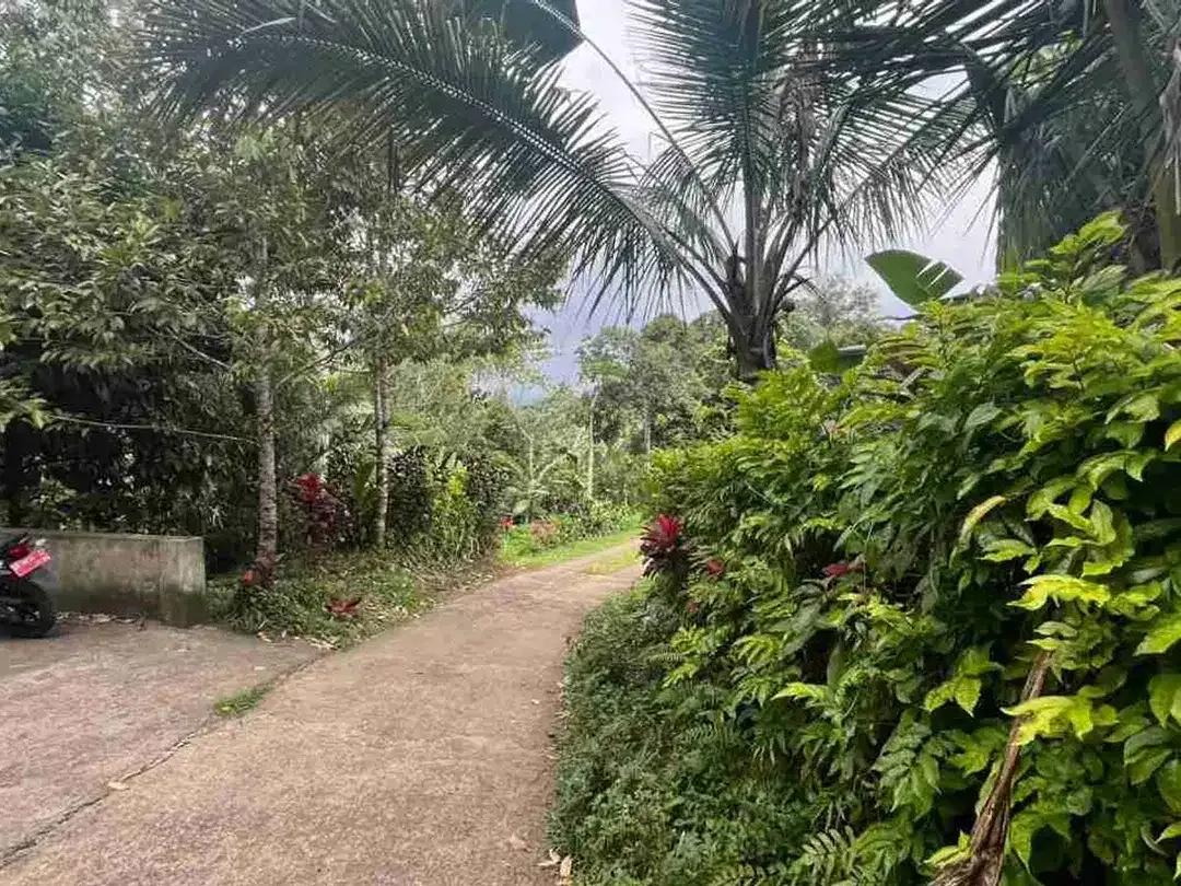 jual tanah Luas kecil ketinggian 550 MDPL di tabanan bali. - Image 9 of 10