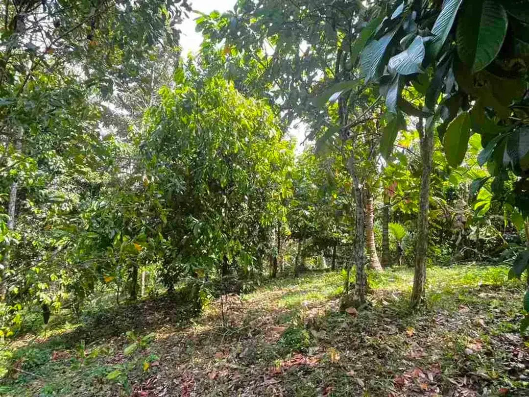 jual tanah kebun aneka buah lokal area pemukiman di tabanan bali. - Image 3 of 10