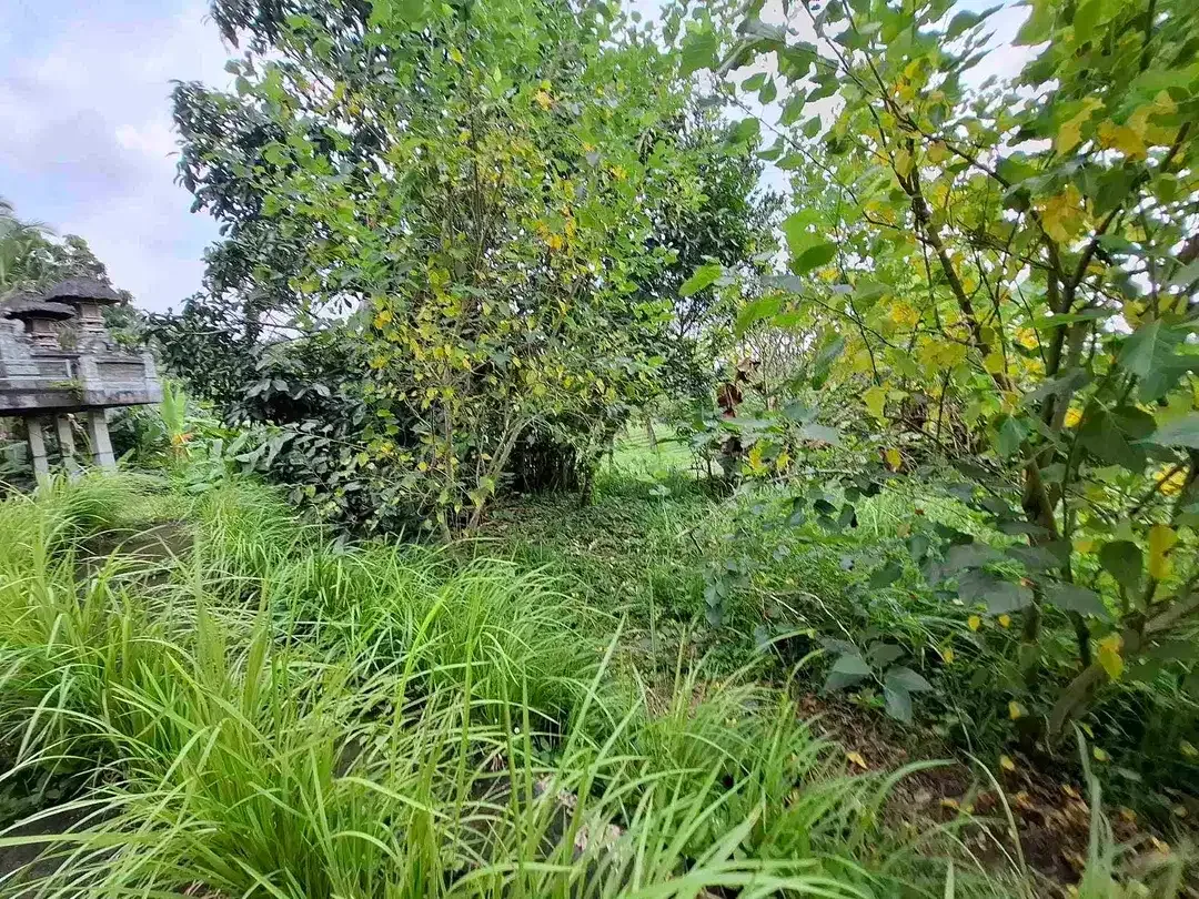 luasan kecil view sawah - Image 6 of 8