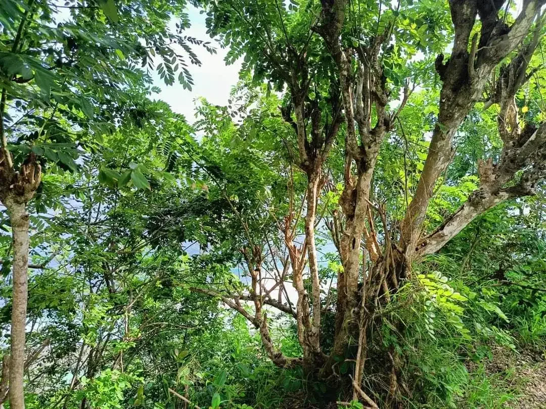 Cliff Front Land for Lease – Nyang Nyang Beach, Uluwatu - Image 5 of 8