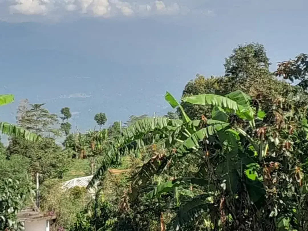 Dijual lahan seluas 50 are di kawasan Munduk Tamblingan - Image 4 of 4