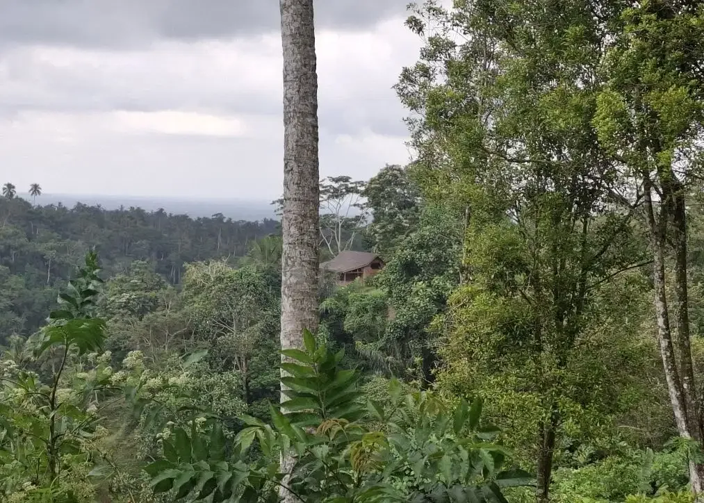 Dijual tanah los sungai besar dan view air terjun, gunung dan sawah - Image 5 of 10