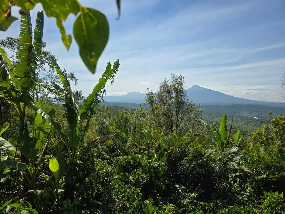 Dijual tanah kebun kopi view gunung dan lembah di bali - Image 3 of 10