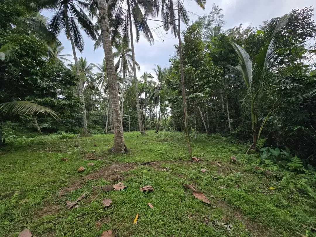 Dijual tanah dengan  sungai view sawah terasering bali - Image 2 of 10