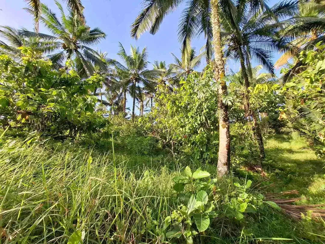 Tanah kebun los sungai jernih berisi banyak pohon kakau dan pohon kelapa di tabanan bali - Image 8 of 10