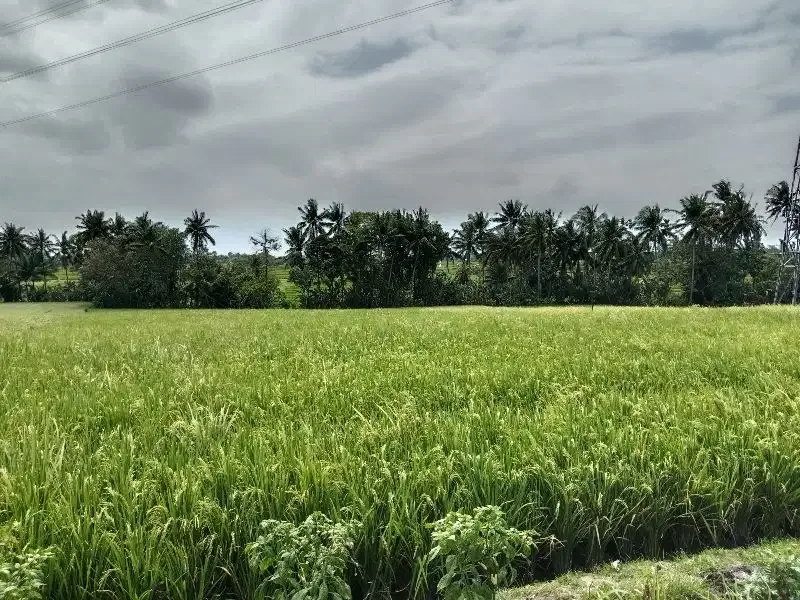 Tanah Lokasi Kaba-Kabar View Sawah Lingkungan Nyaman - Image 8 of 10