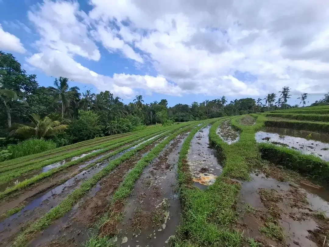 Dijual murah tanah kebun view sawah dan los sungai - Image 8 of 10