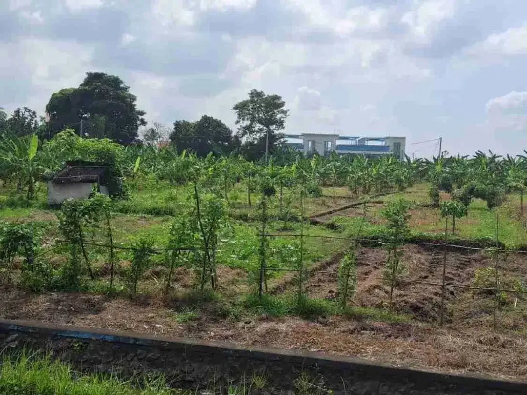 tanah kontrak jalan utama pantai nyanyi tabanan - Image 5 of 8