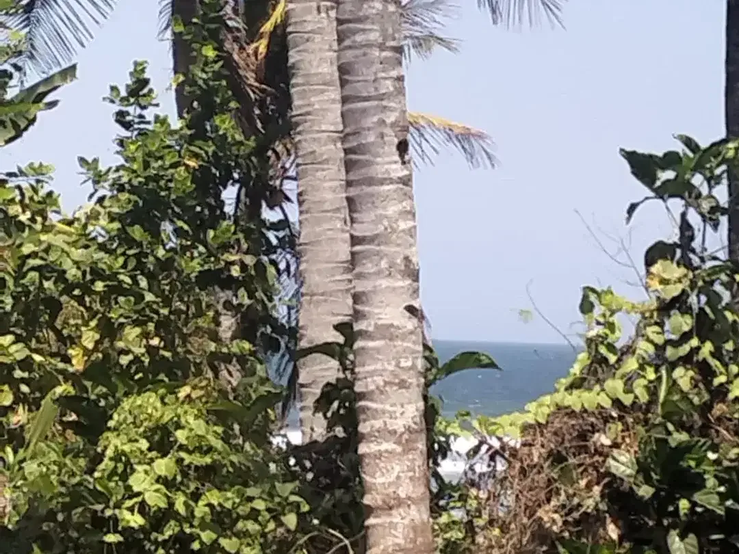 DIJUAL TANAH STRATEGIS – PENGERAGOAN, JEMBRANA - Image 6 of 6