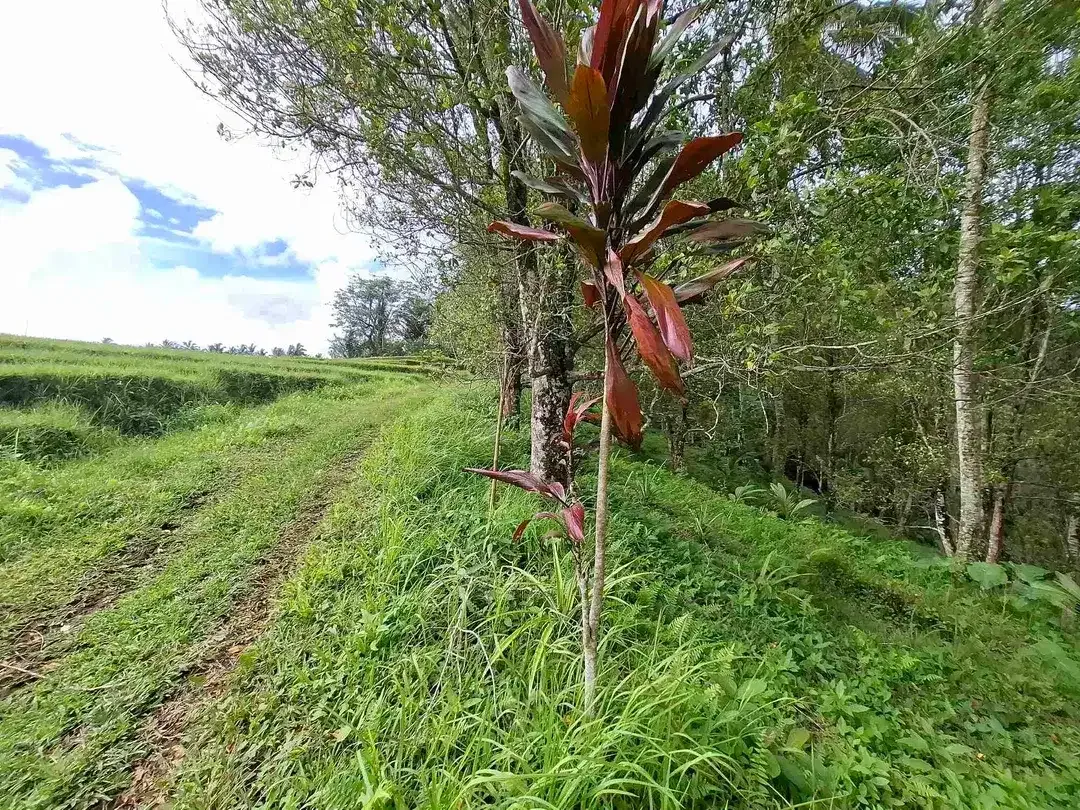 tanah kebun murah view sawah berada di kecamatan selemadeg tengah - Image 1 of 10