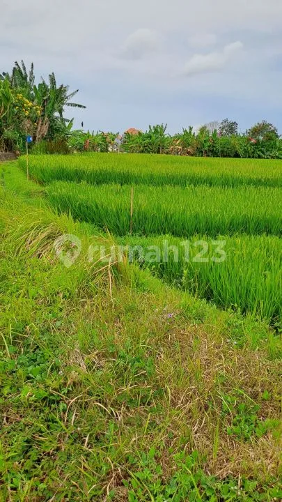 Jual Tanah Denpasar/Sempidi - Image 3 of 4
