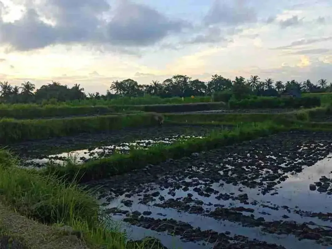 SALE!! TANAH SIAP BANGUN 6,76 HA KETEWEL IDA BAGUS MANTRA - Image 8 of 10