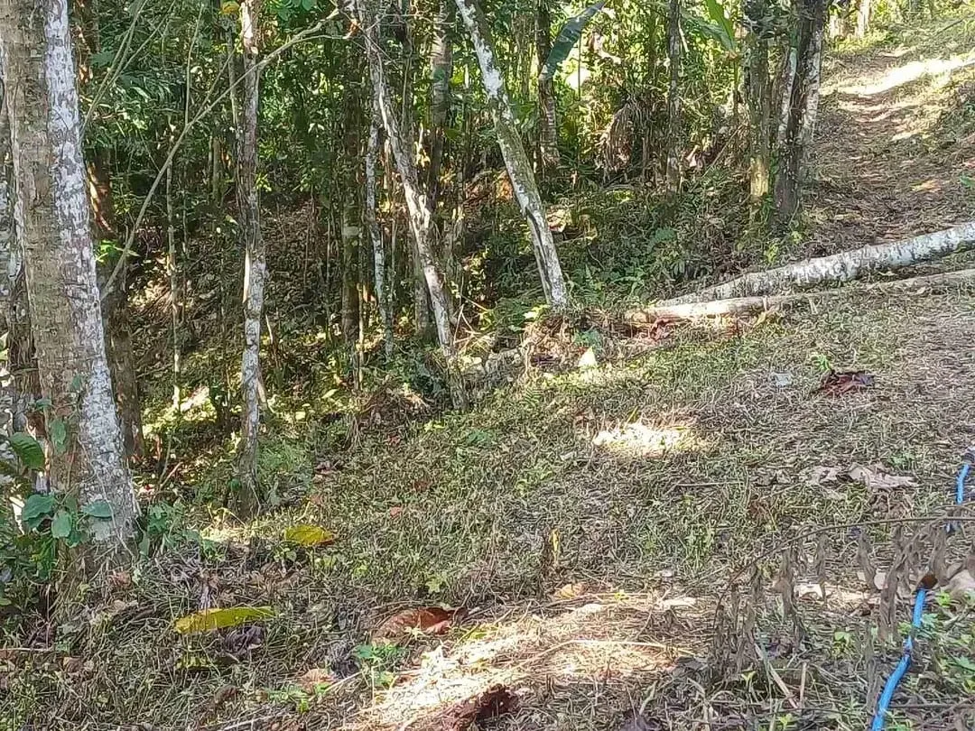 Dijual Tanah Kebun - Image 3 of 10