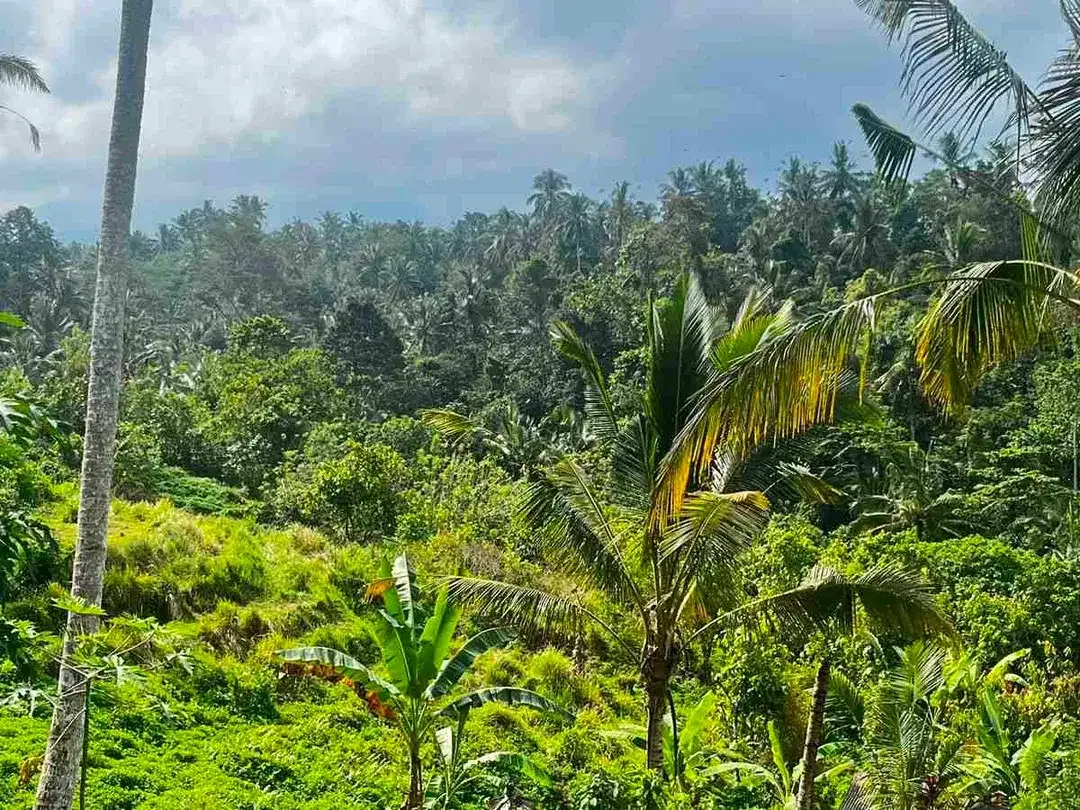 jual tanah kebun view sawah di penebel tabanan bali. - Image 6 of 10