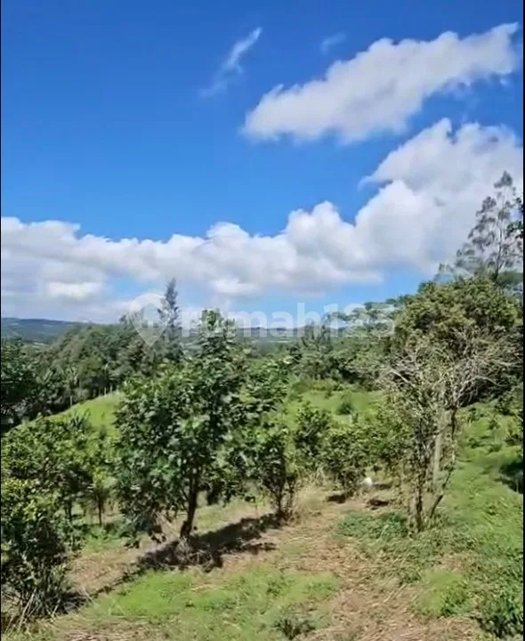 Tanah Murah View Gunung Batur Kintamani Bali - Image 1 of 4