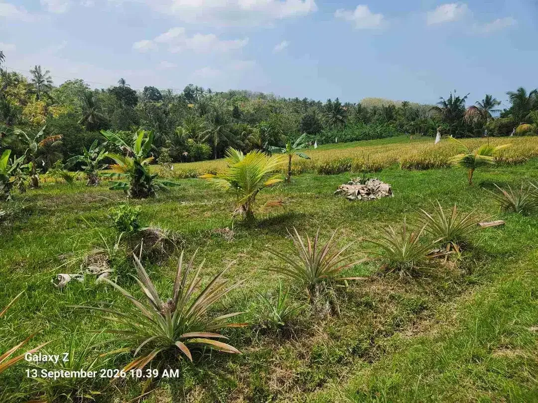 Dijual Tanah Sawah kering Yg sudah ditanami Buah Buahan Dan Sudah ada beberapa Villa di seberang nya Sangat Cocok untuk investasi di Selemadeg Barat Tabanan Bali - Image 3 of 6
