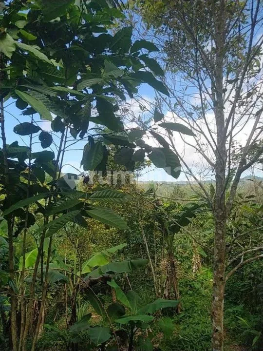 Tanah Dijual di Wanagiri, Bali - Image 3 of 4