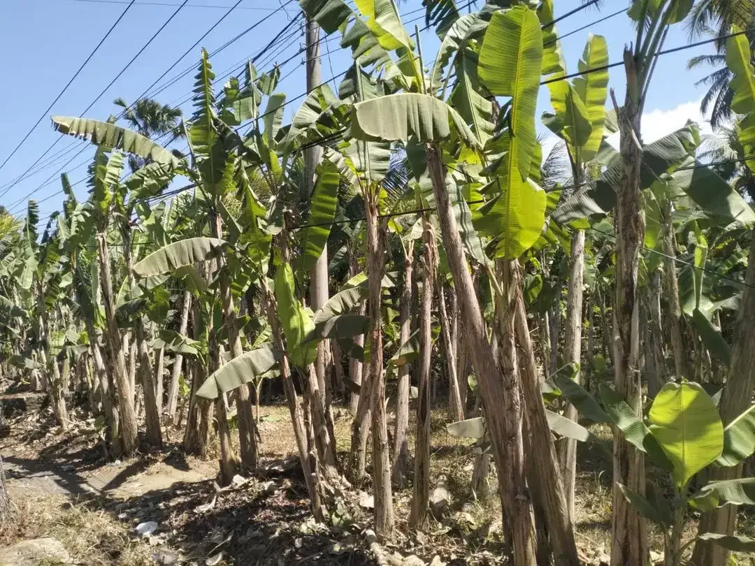 DIJUAL TANAH STRATEGIS – PANGYANGAN, JEMBRANA - Image 4 of 4