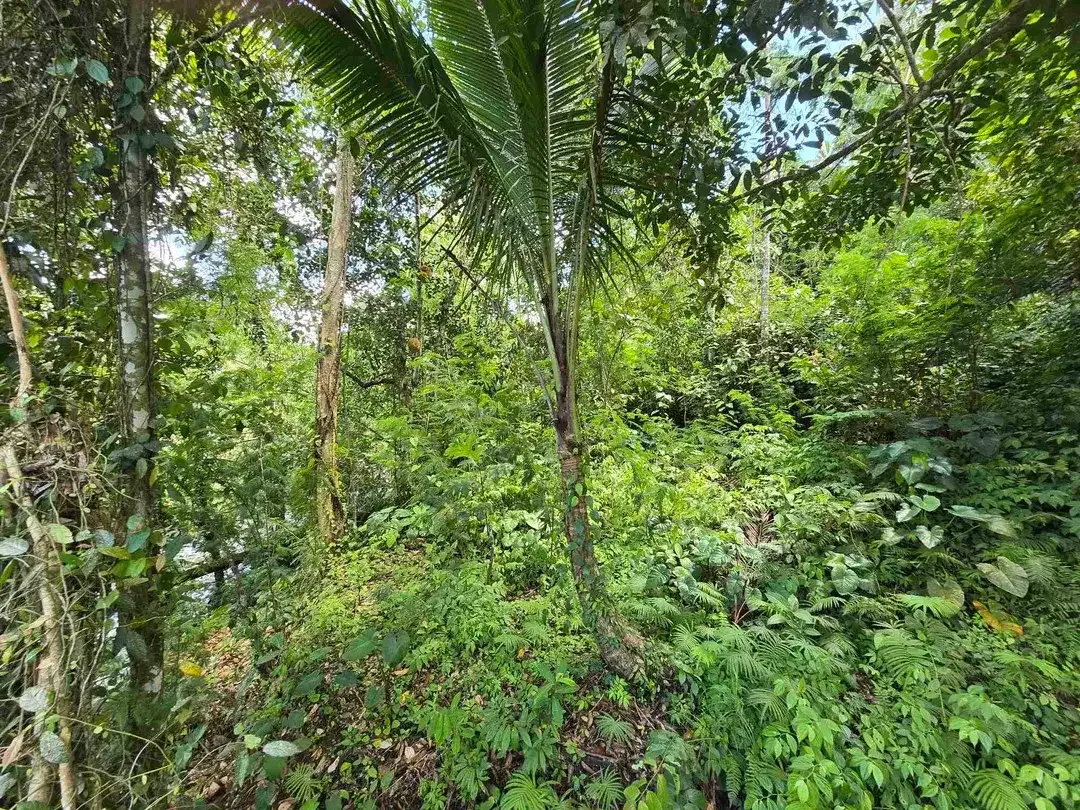 dijual tanah kecil los sungai air jernih bebatuan di penebel tabanan bali - Image 7 of 10