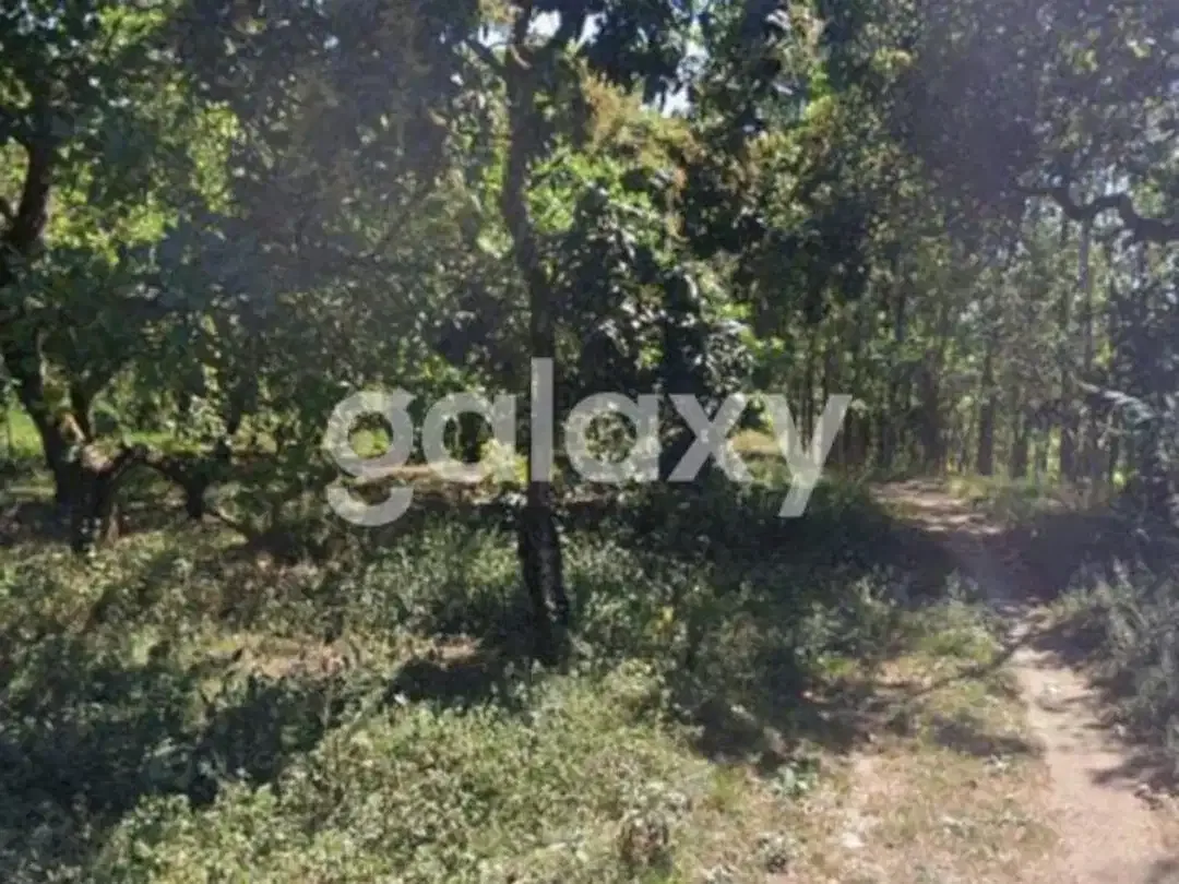 TANAH KEBUN SHM DI DESA BANGKALA KUBUTAMBAHAN SINGARAJA BULELENG, BALI - Image 7 of 8