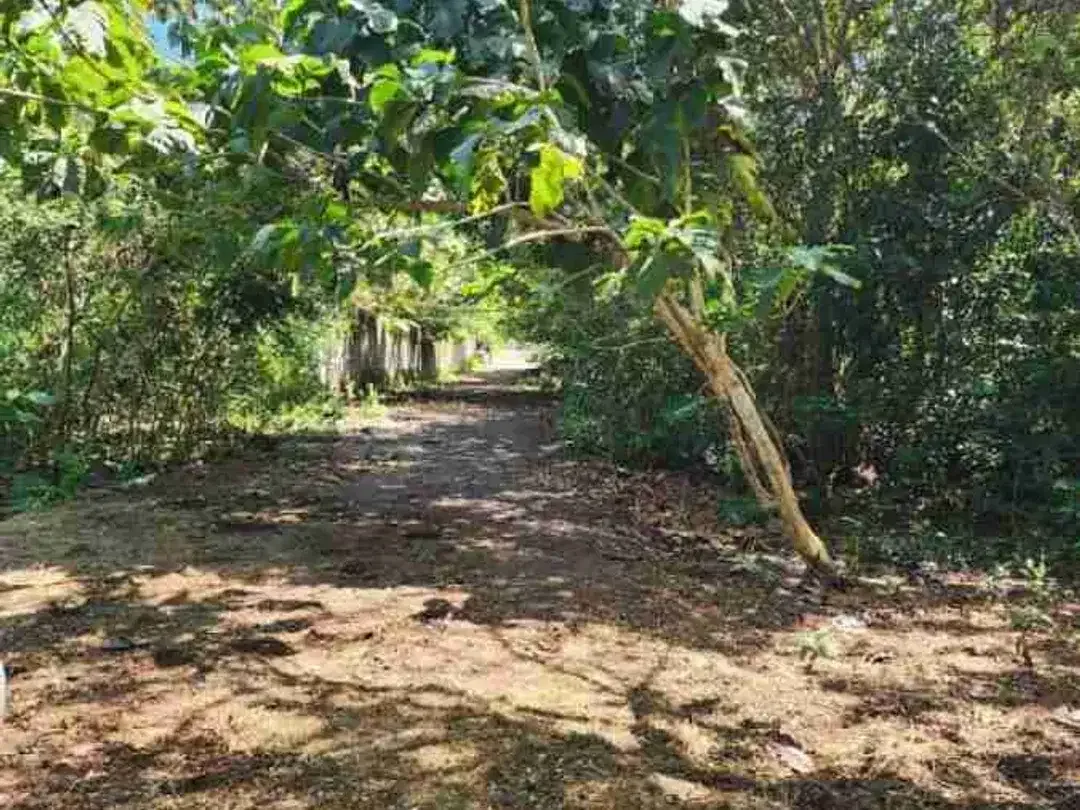 dijual tanah 50 are IDR 500 juta per are di Belimbingsari Pecatu Kuta Selatan Badung Bali - Image 4 of 6