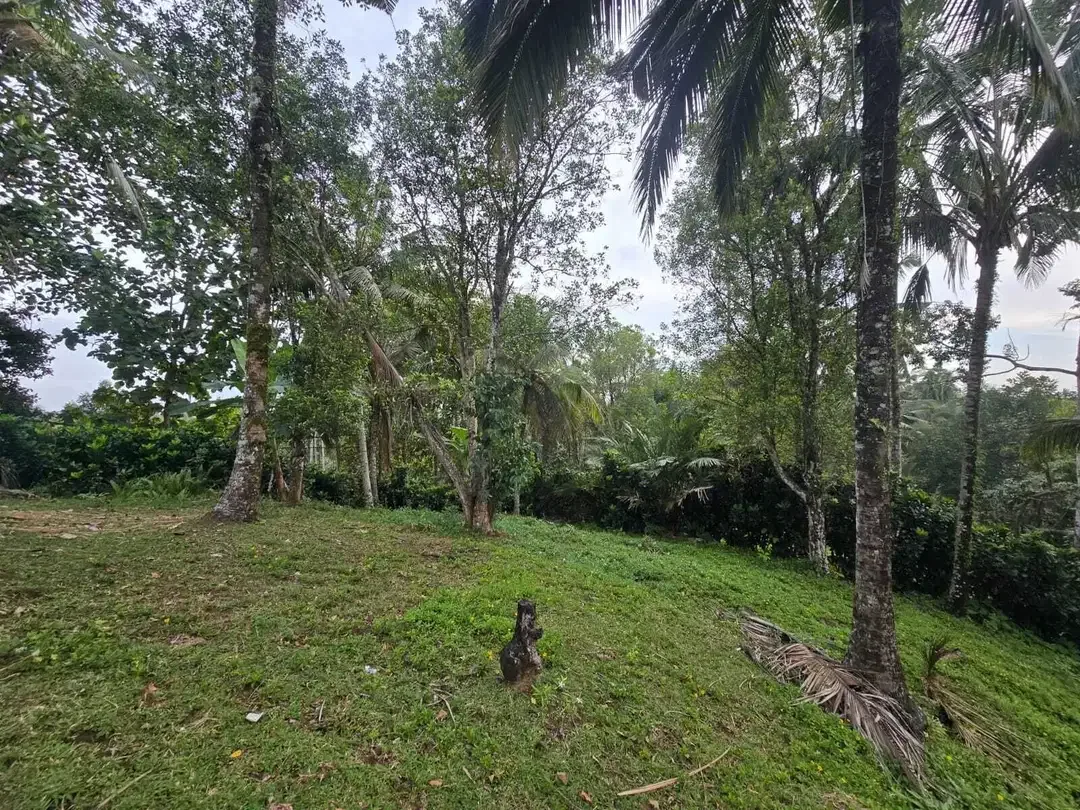 Dijual tanah kebun subur dengan view jugle dan los sungai kecil - Image 10 of 10
