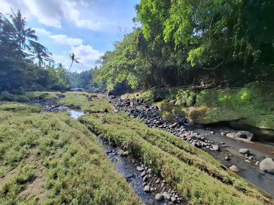 Dijual tanah los sungai dengan view sawah di tabanan bali - Image 4 of 10