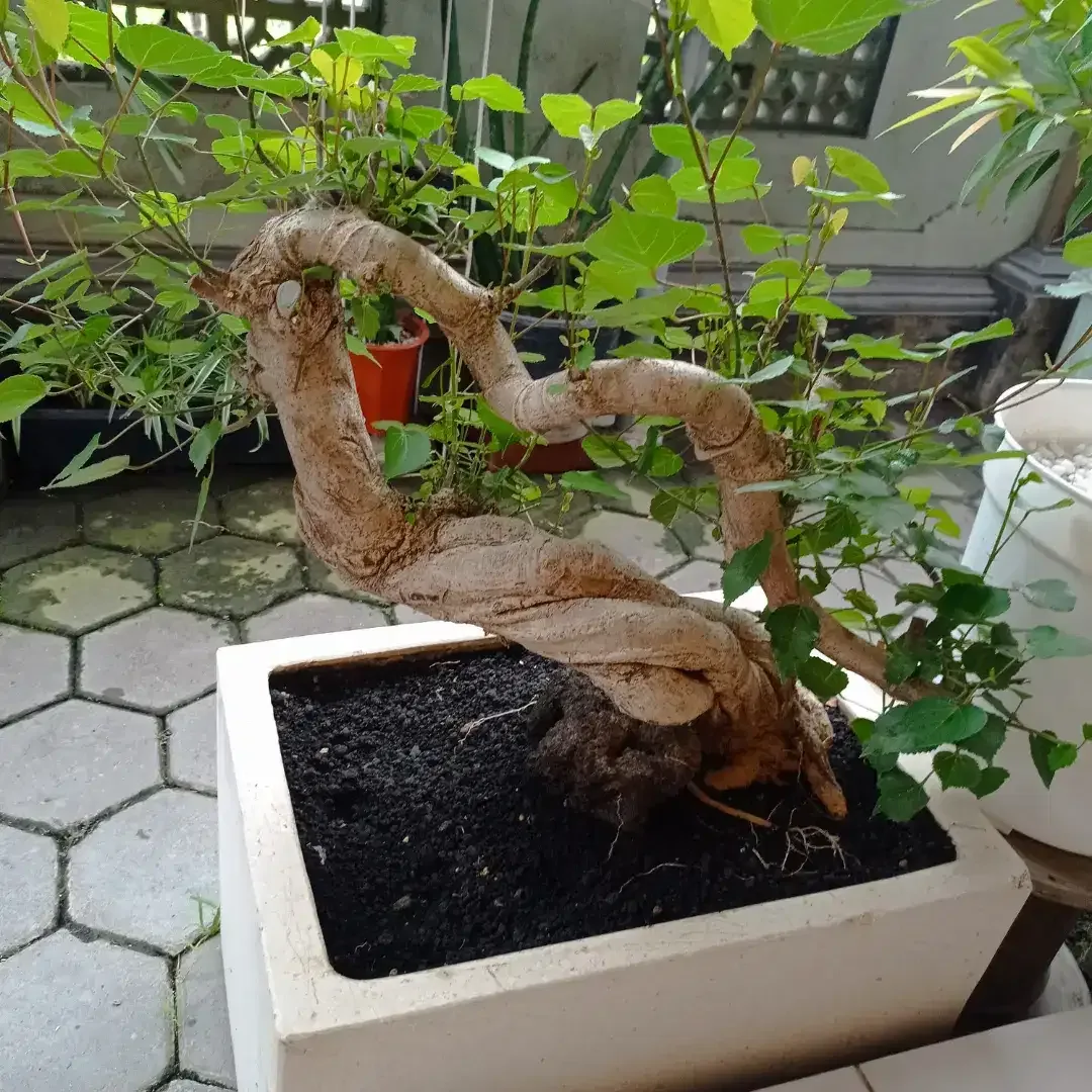 BAHAN BONSAI WARU - Image 2 of 4