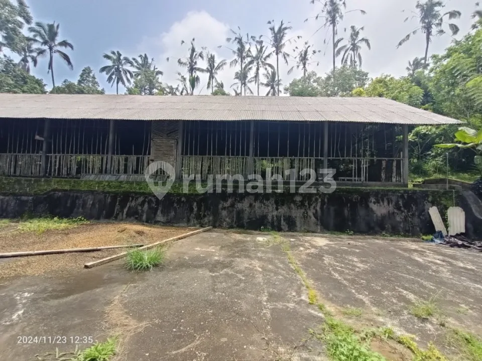 Kebun Durian Dan Manggis Di Pupuan Tabanan Bali - Image 4 of 4