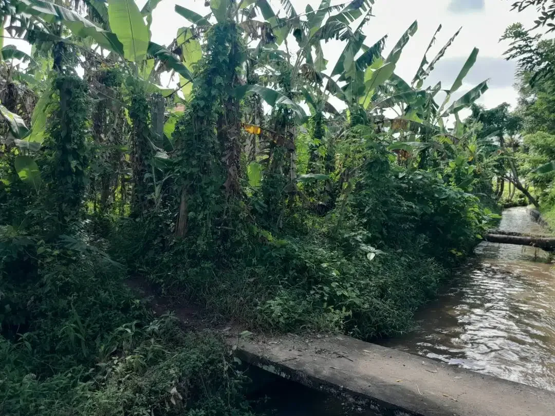 Tanah 150m² di Sukawati dengan view jungle dan sawah - Image 2 of 4